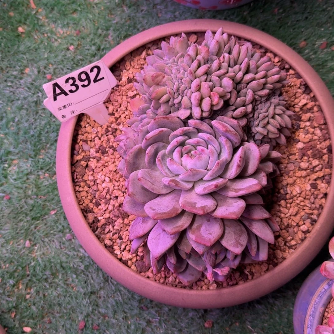 星影缀化无砍多肉