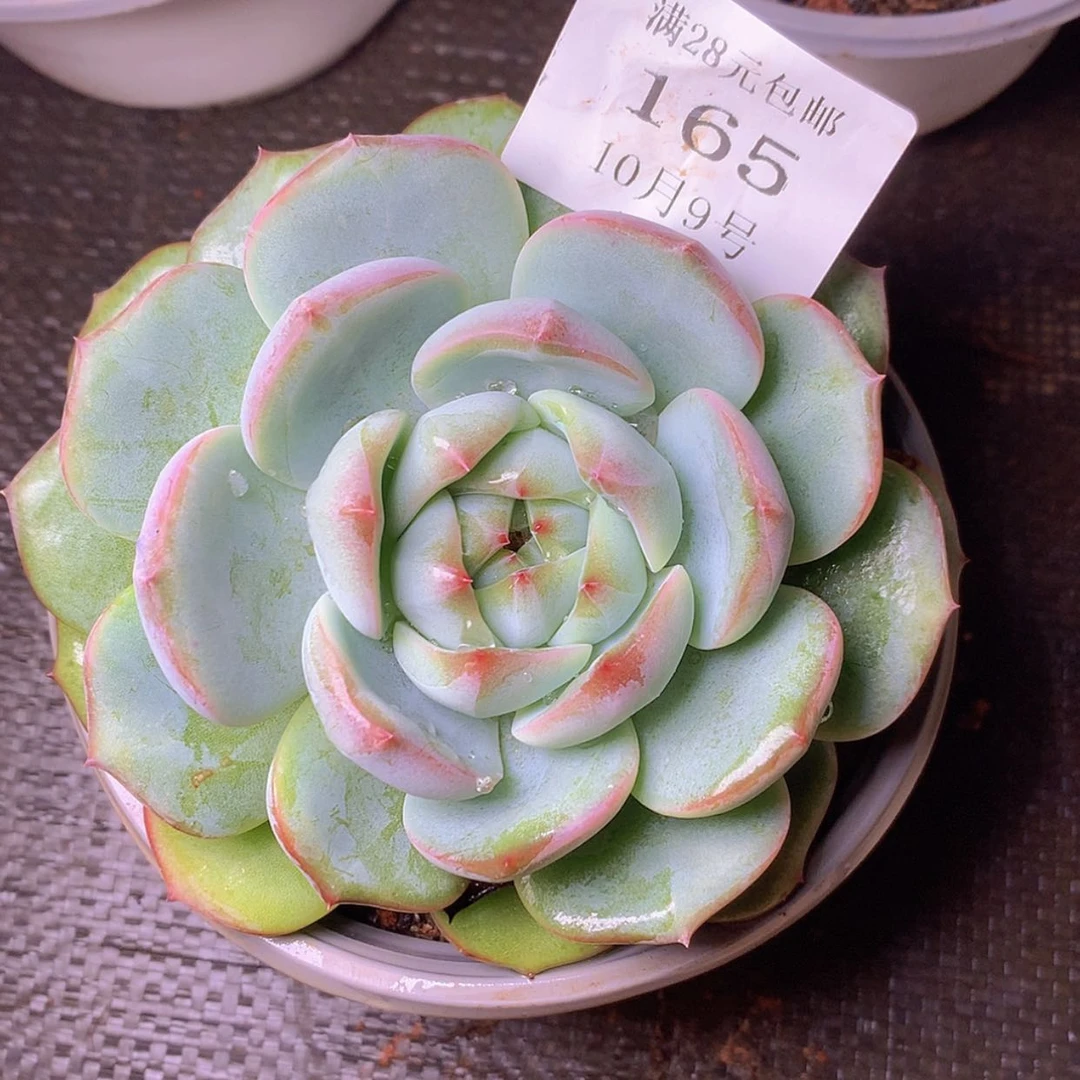 【闪购商品】云165号