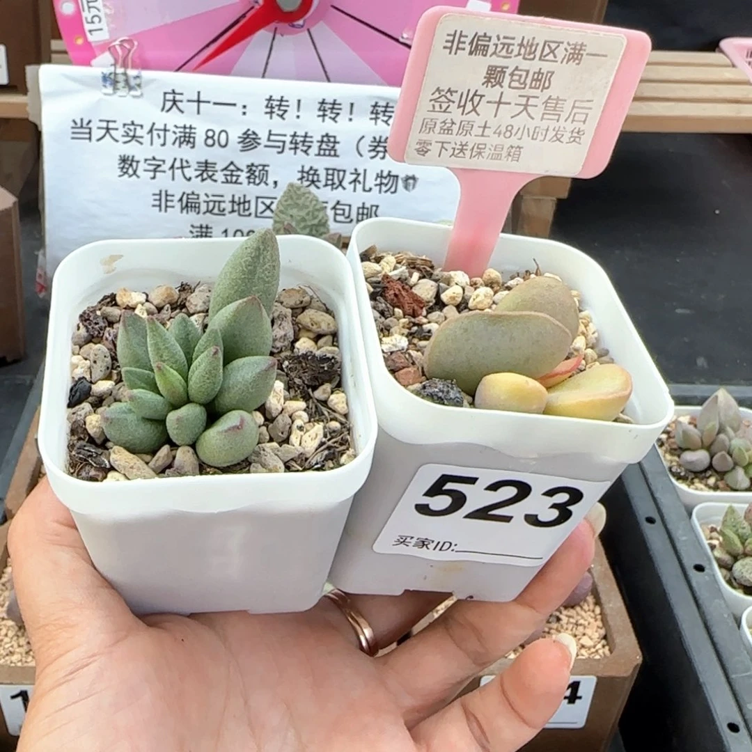 523大红嘴饺子磨砂蛋多肉植物