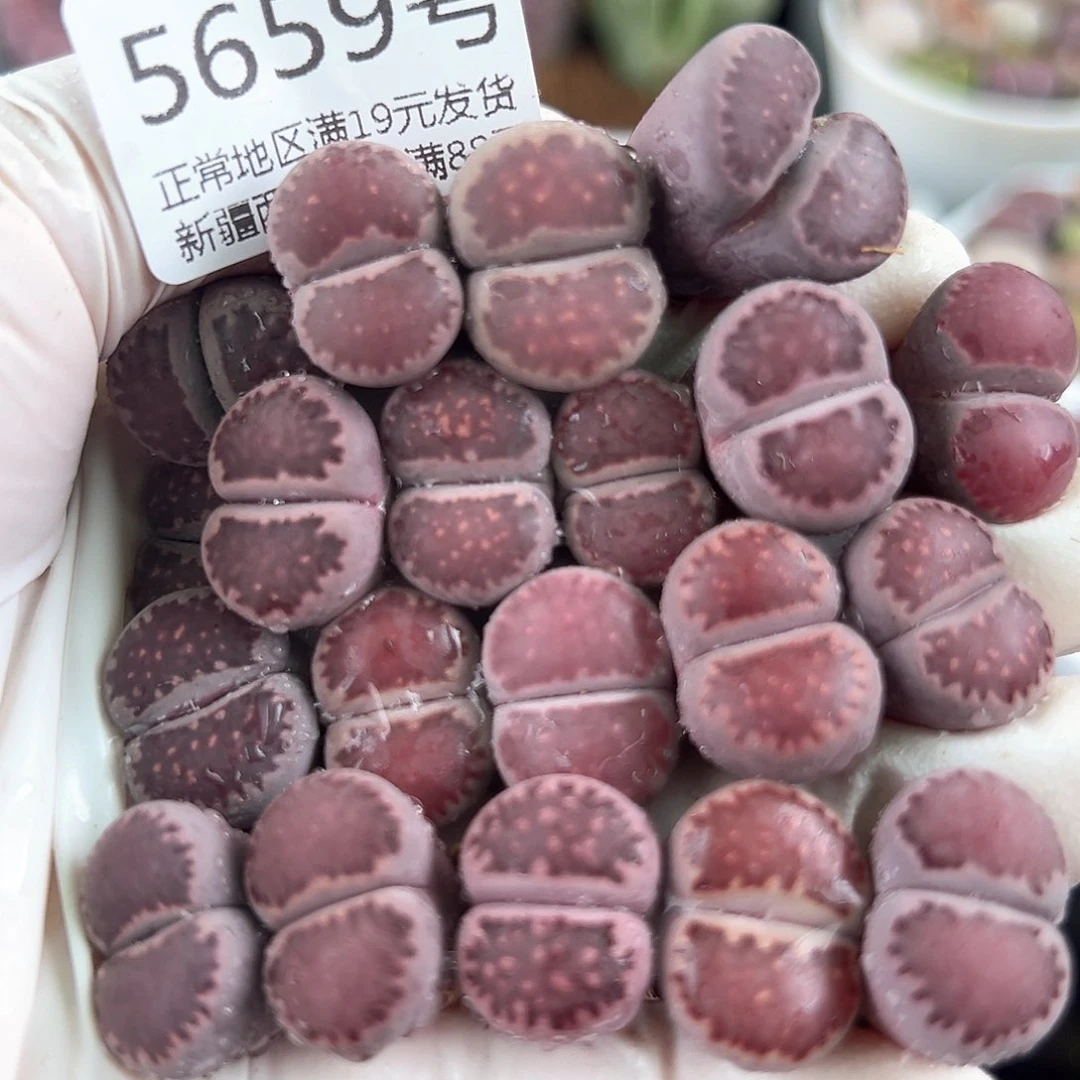 5659四年紫混20个1.5cm左右