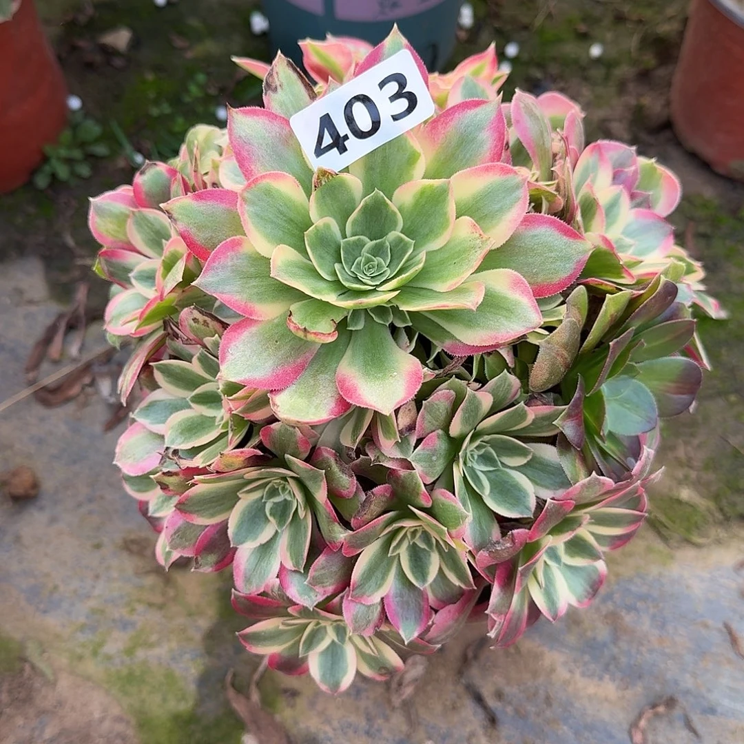 多肉植物布加迪406