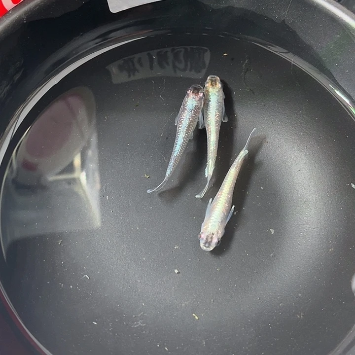 青鳉鱼午夜裙摆体外光3条31号