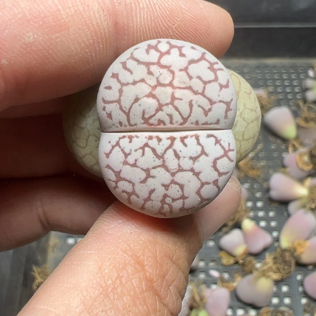 【闪购商品】231……