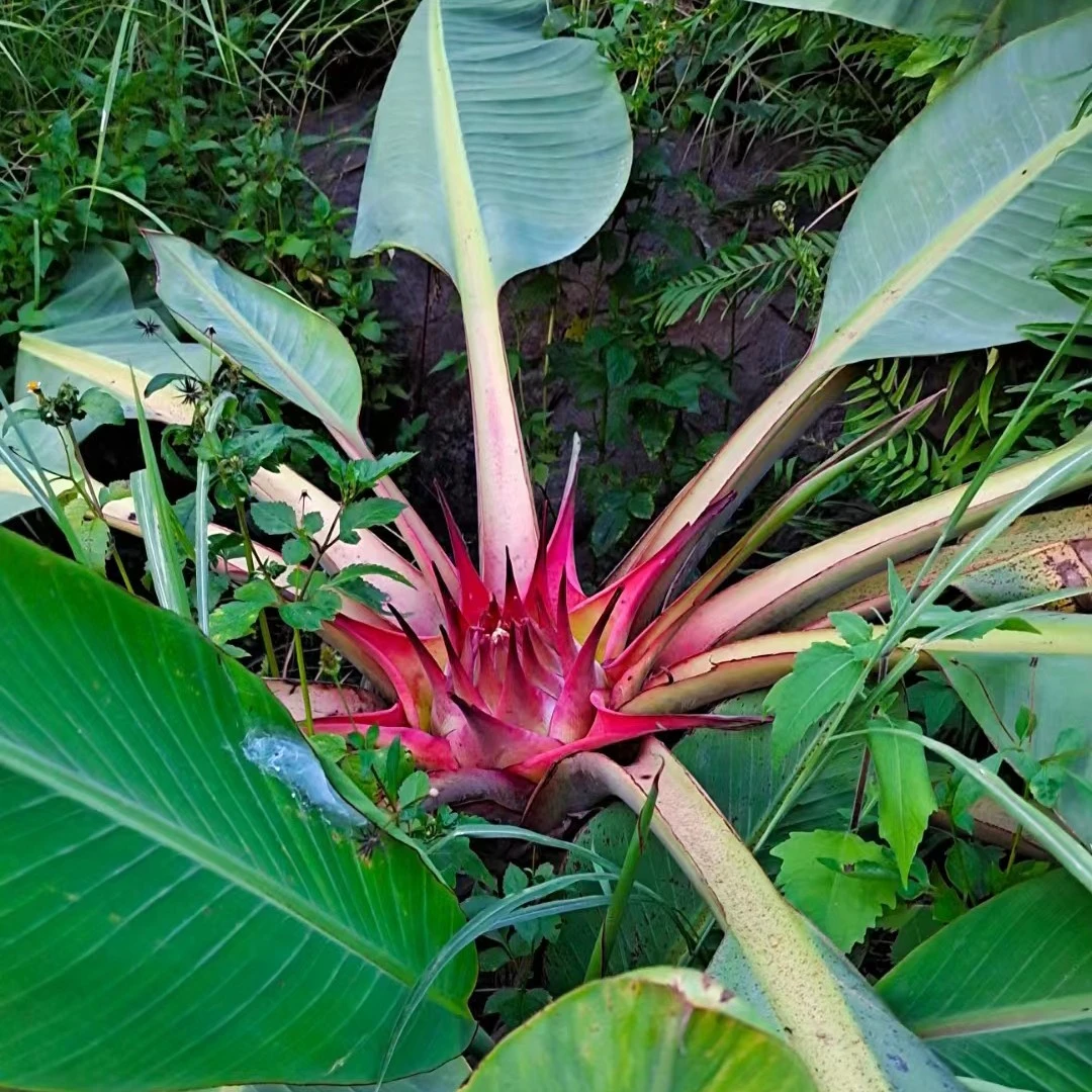 云南观音莲花 地涌莲花 千瓣莲花
