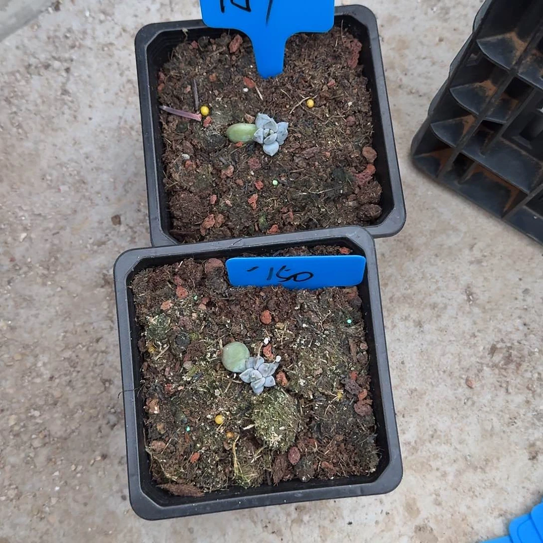 喧***多肉植物邀月2颗美人151/150