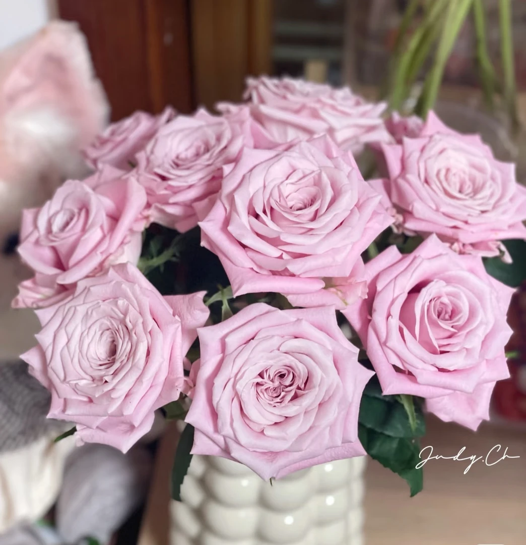 粉曼塔  2加仑根接耐热切花月季盆栽阳台种植开花植株