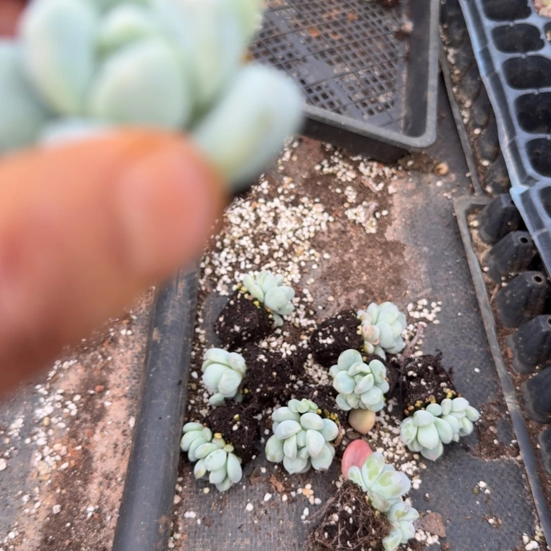 16-57石化苗子两颗量拍