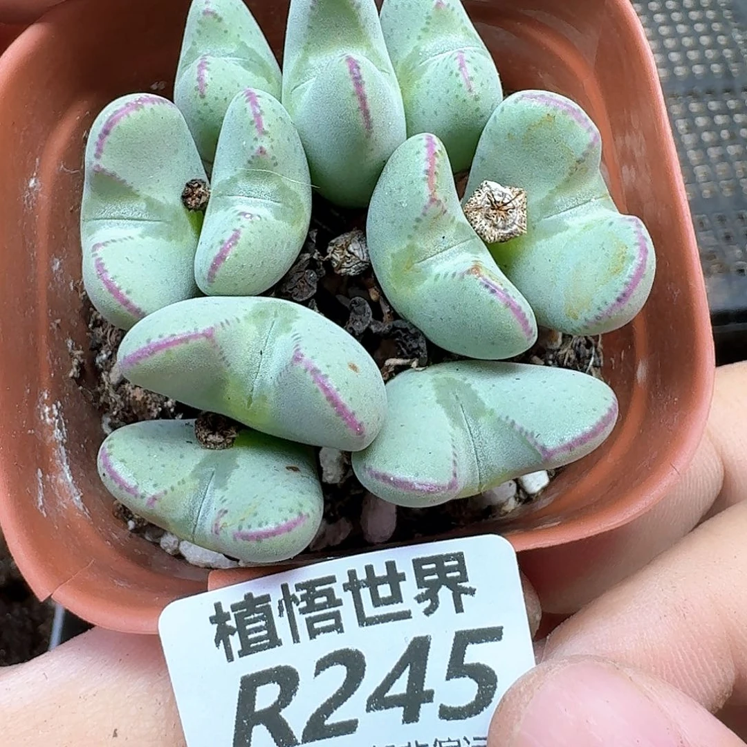 多肉植物的润泽地d
