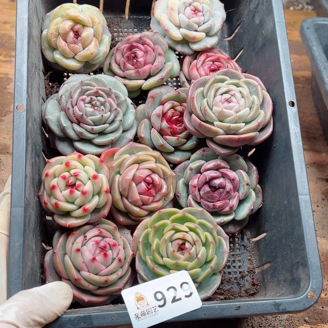 玲*多肉植物多肉植物