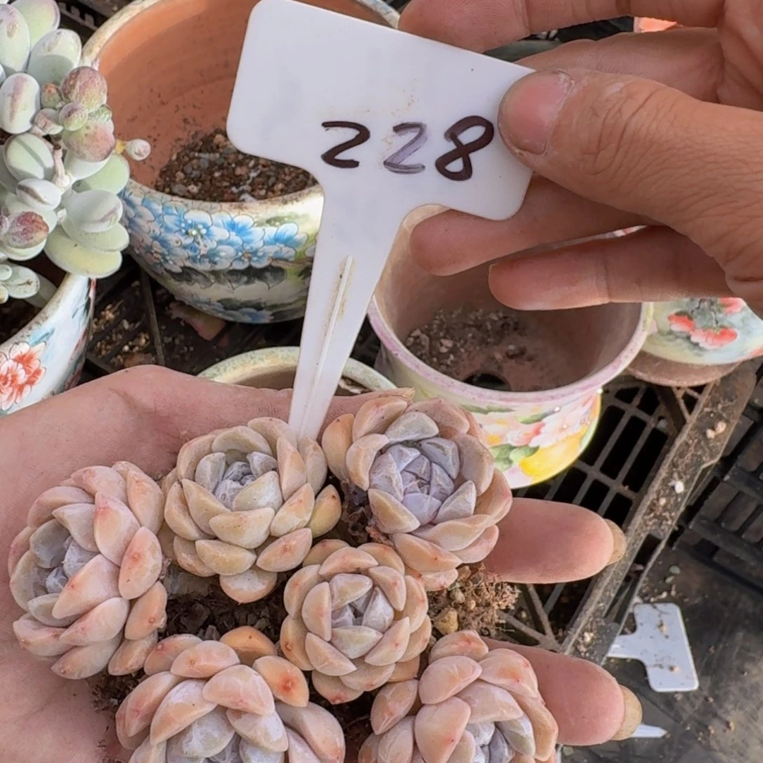 多肉植物和植物的生长发育