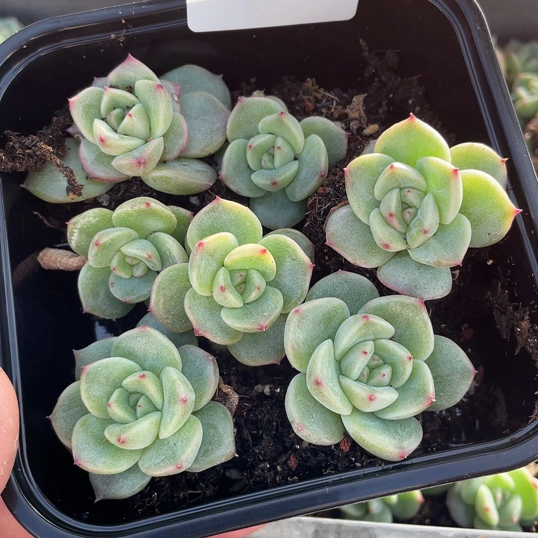 招**喵珍妮混一物一拍368