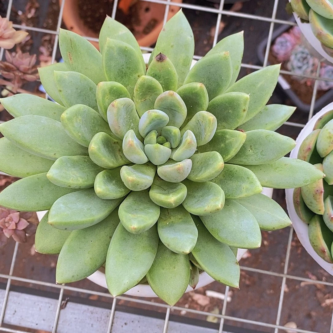 黄金象牙 大单头