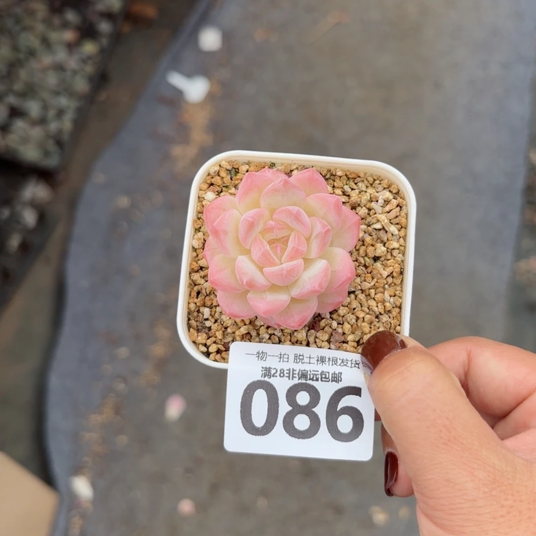 美梦单头无盆土发货