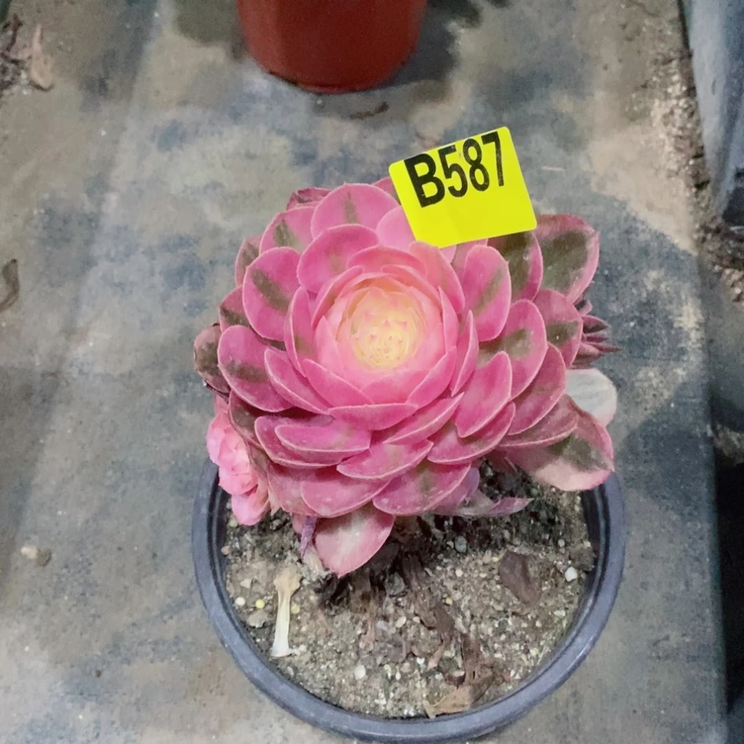 小荔枝多肉法师587