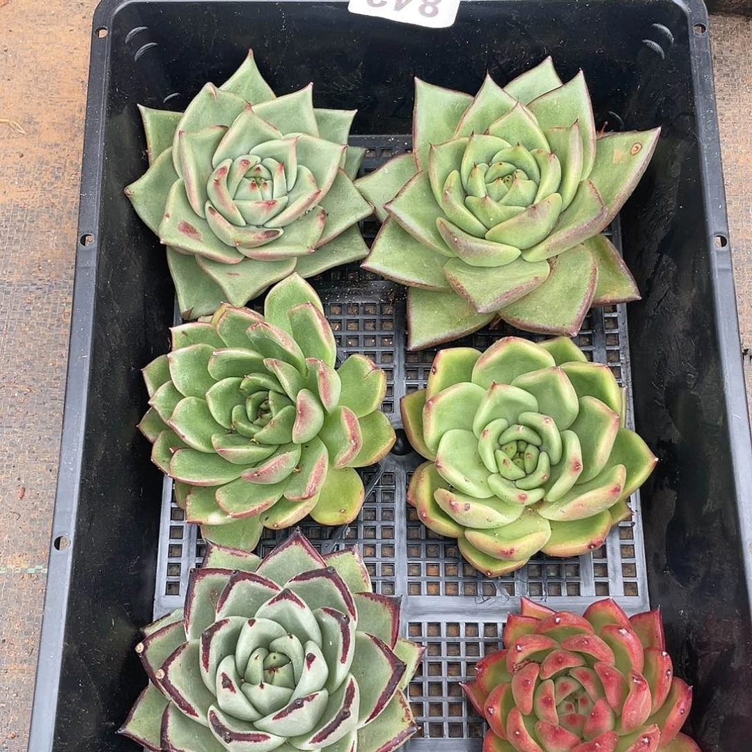 若如东云组拍842