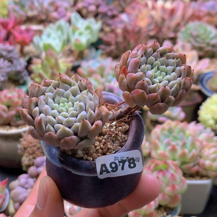 一物一拍含盆土满38包邮A978