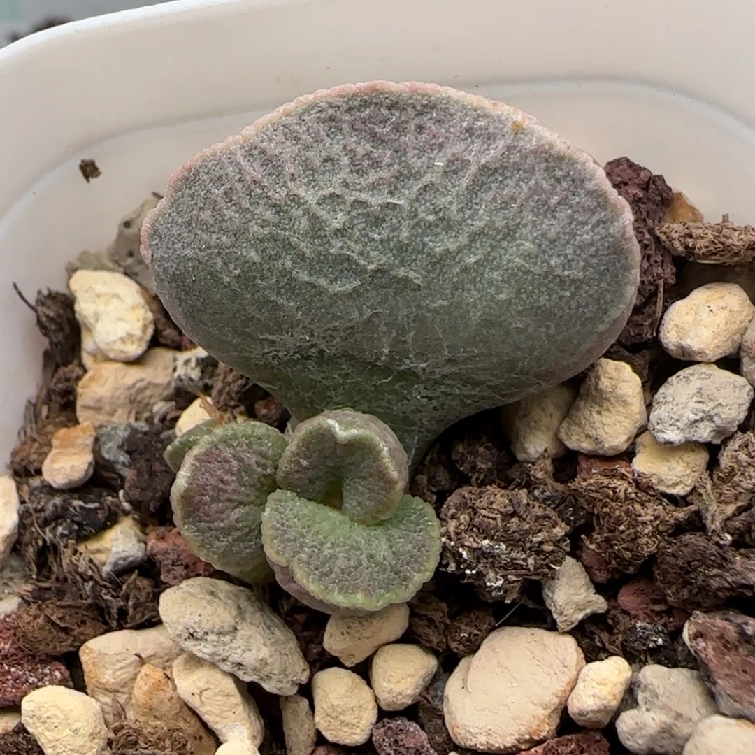 云朵水泡多肉植物