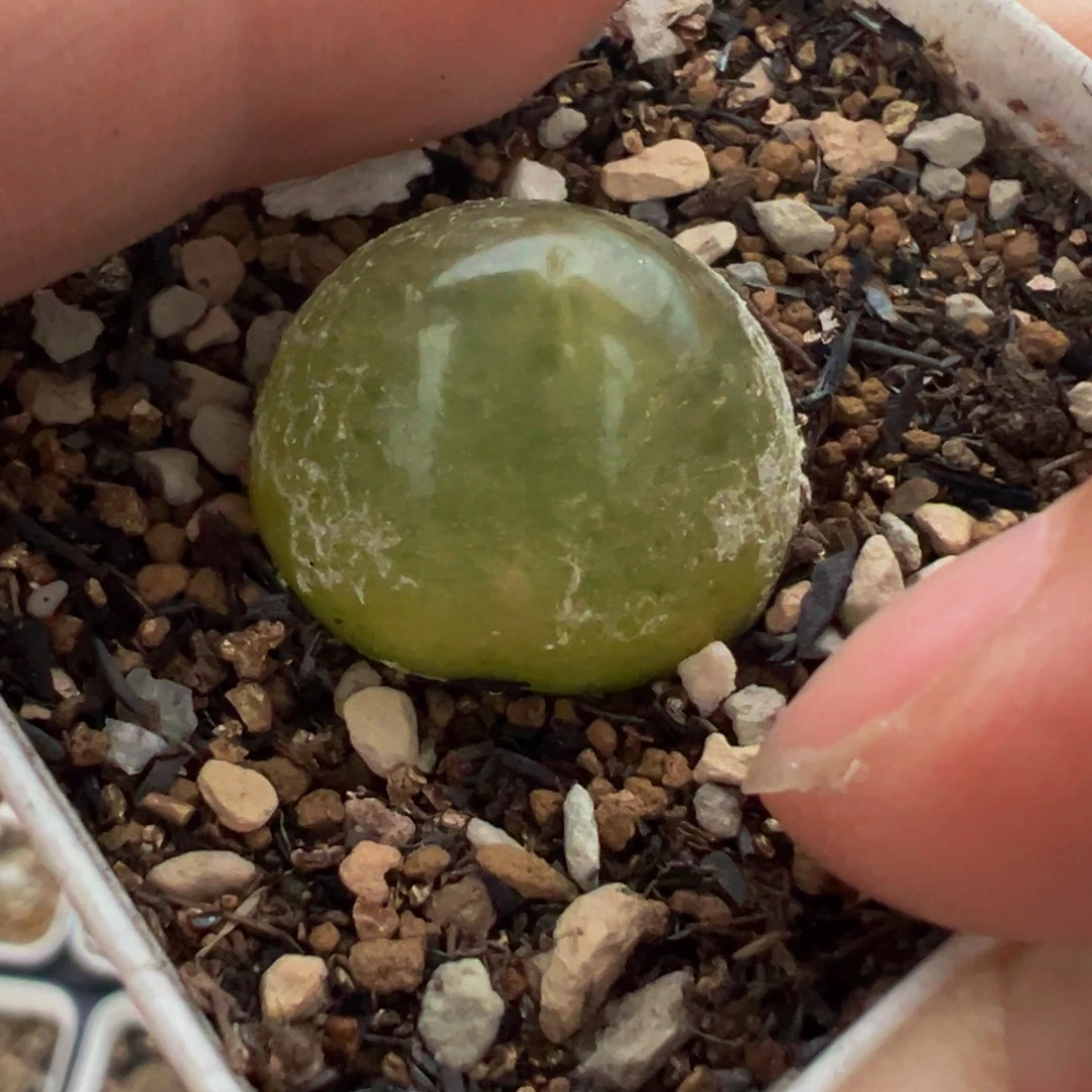 灯泡多肉植物百科3