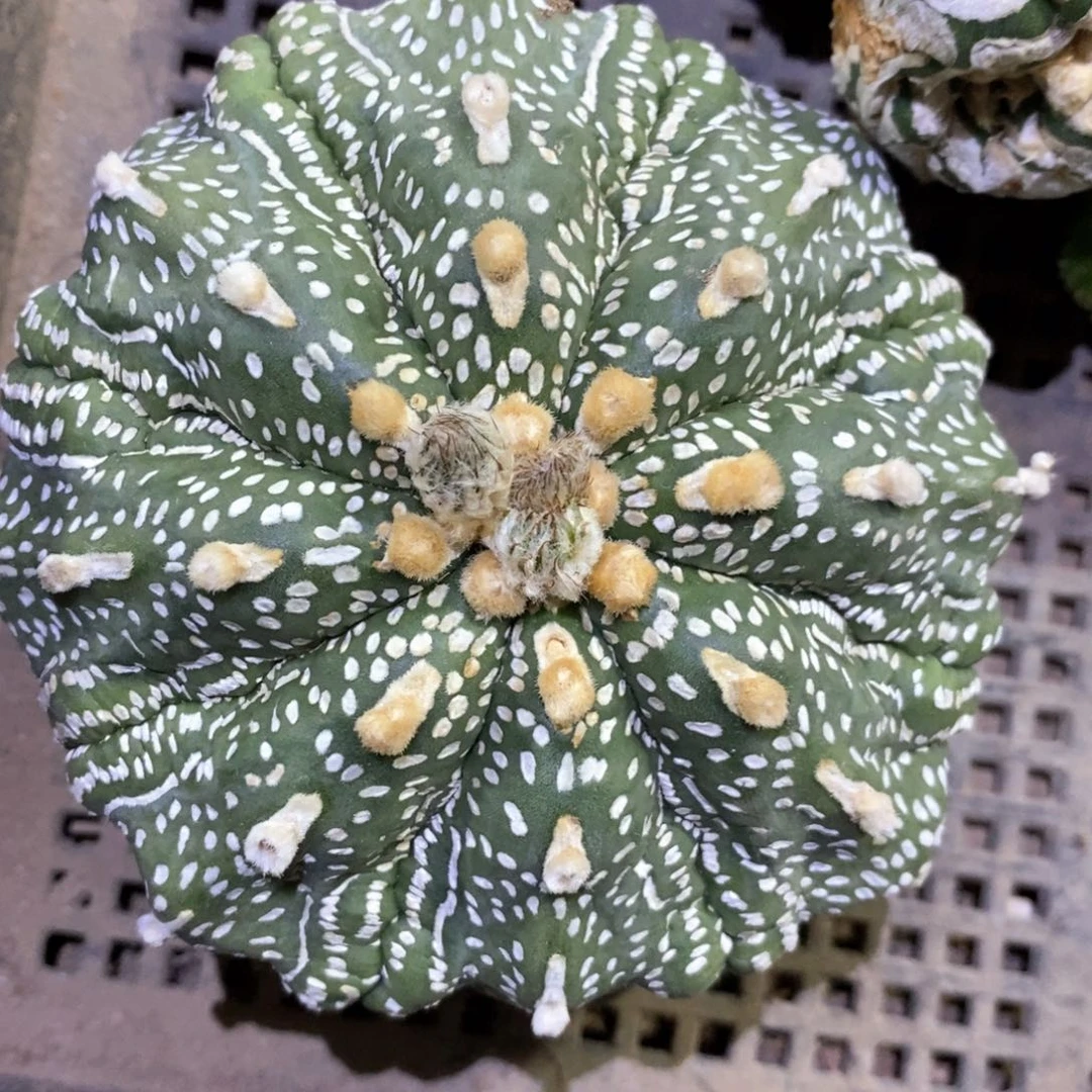 豆***熟无花朵特价兜兜福利