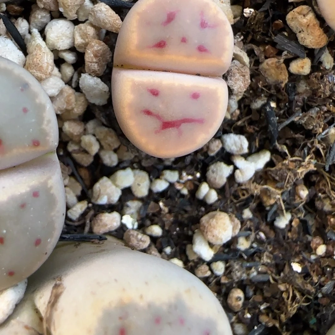 在****灵1。17。7034。表情包。小鼻噶。