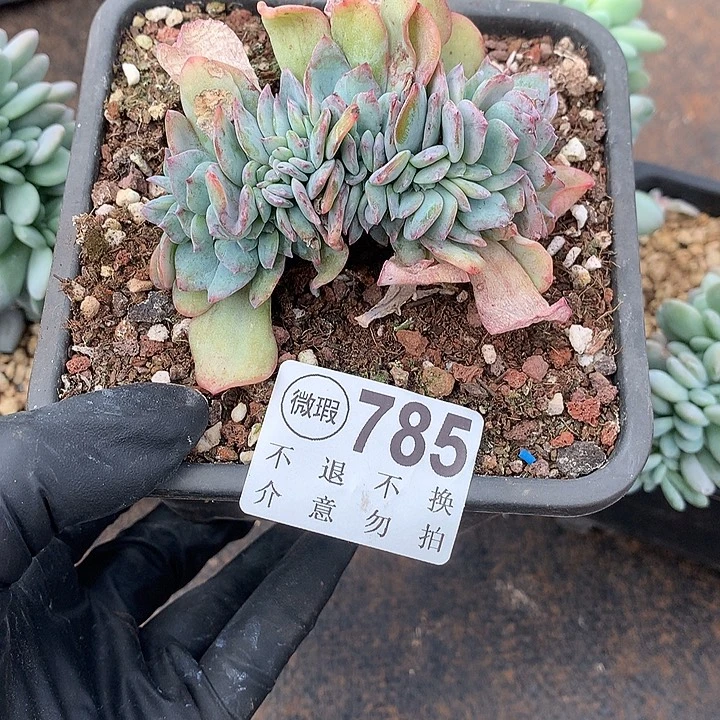 白凤缀 瑕疵 非偏远38包邮 节后发
