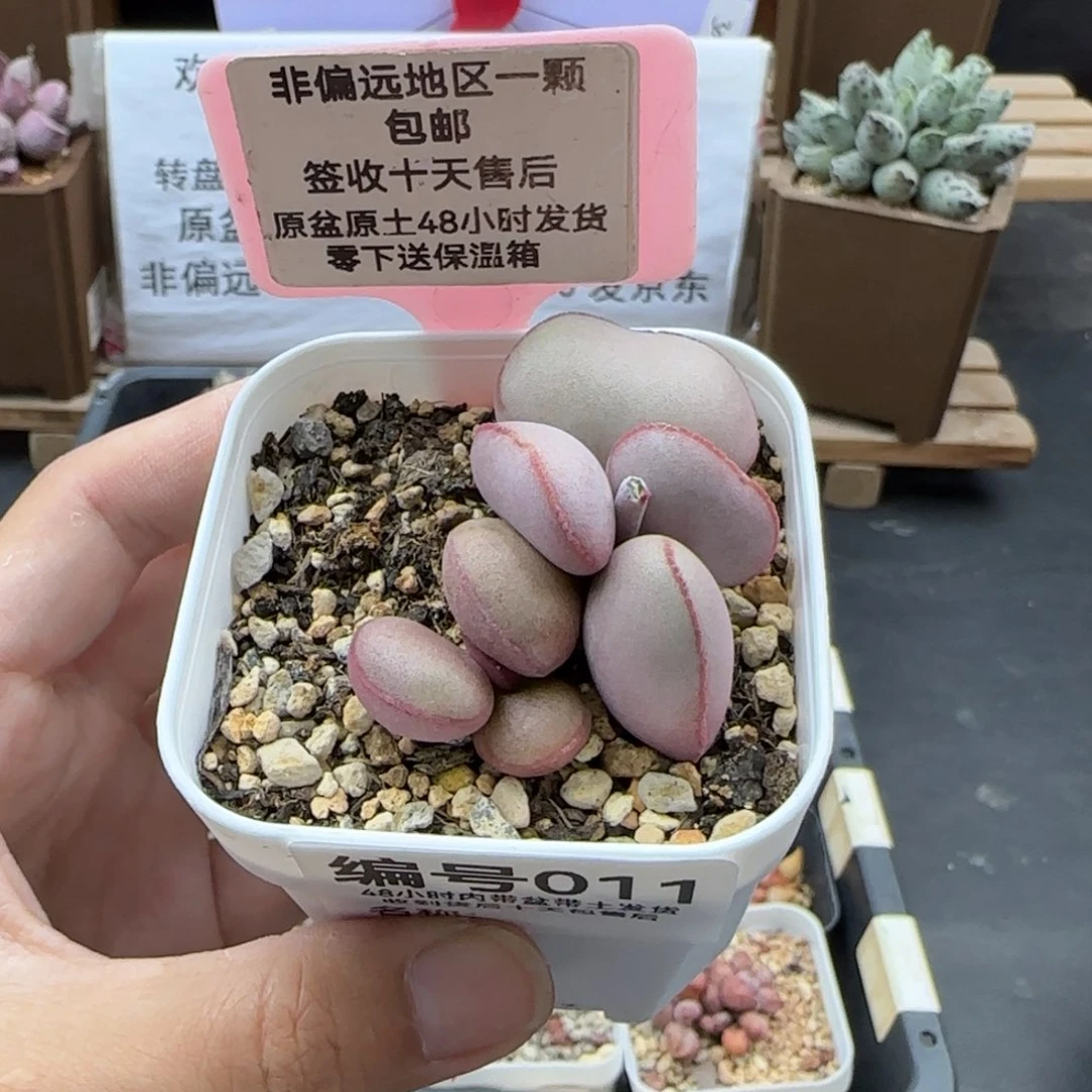 011白肌红蛋多肉
