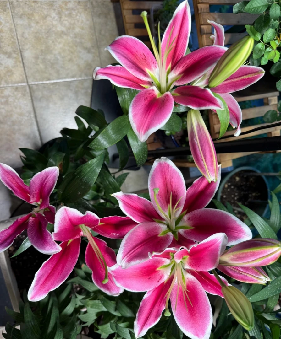 【万紫鲜花】帕拉佐百合2支7-8头