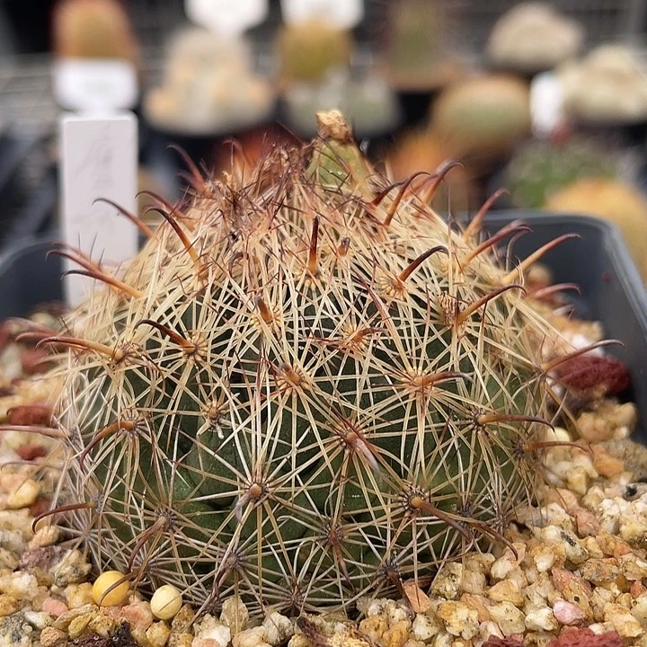 鹰爪实生裸根发货