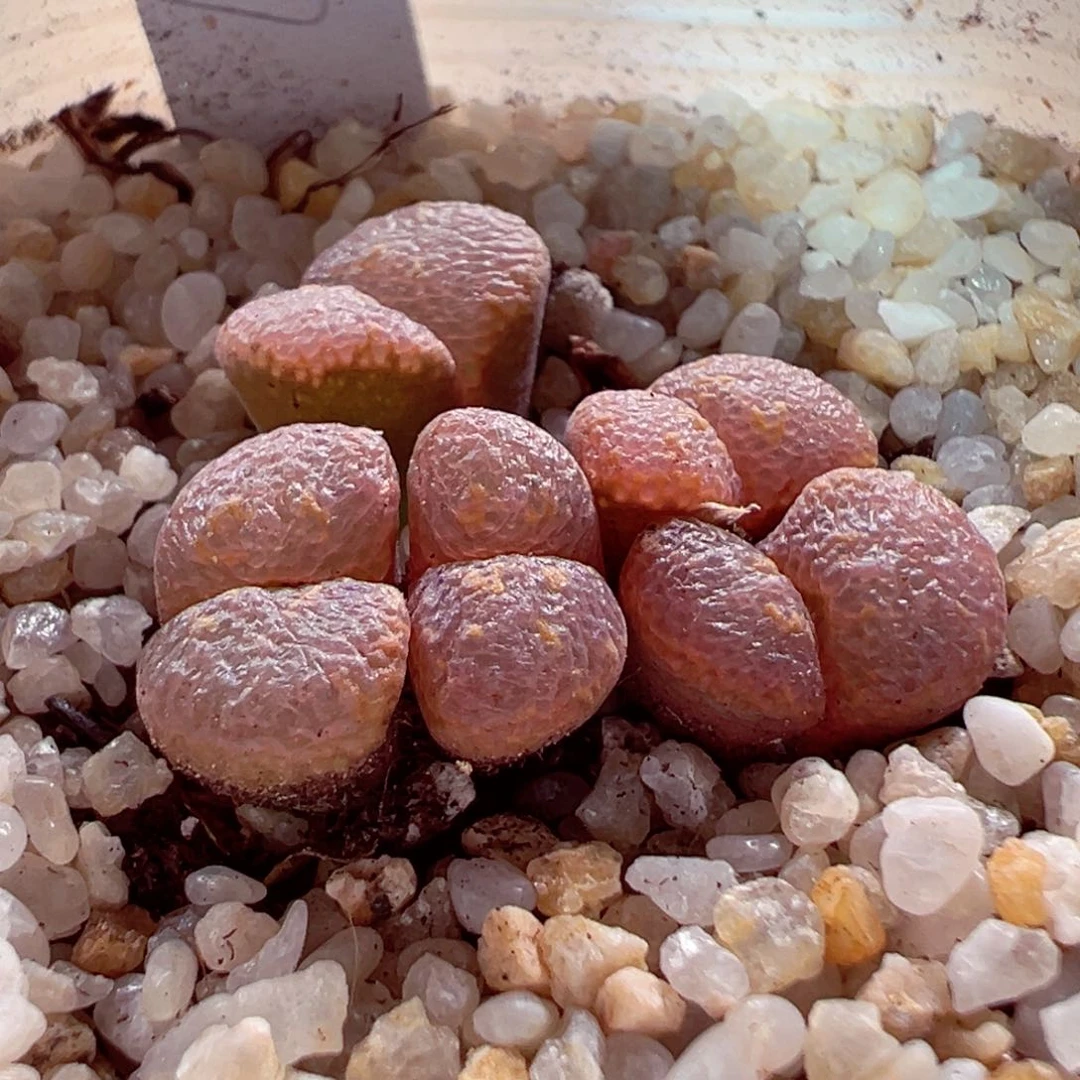 613-722多肉勋章537.多喝热水