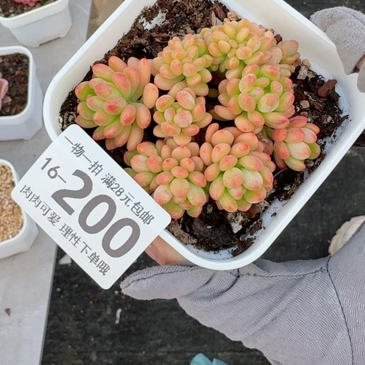香格里拉缀化无盆土发货多肉多