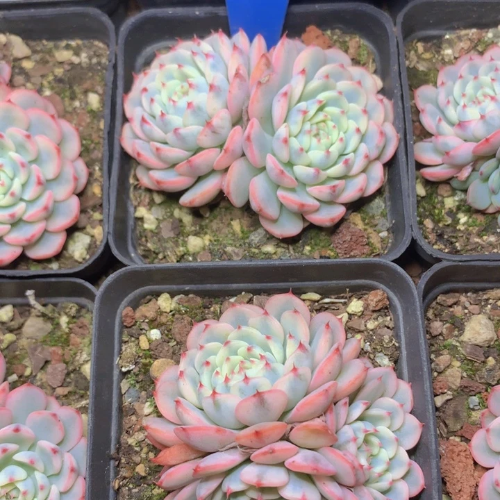 a127姬莲锦双头脱土