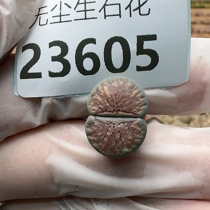 嗨*呦23605清框特价汗血宝马