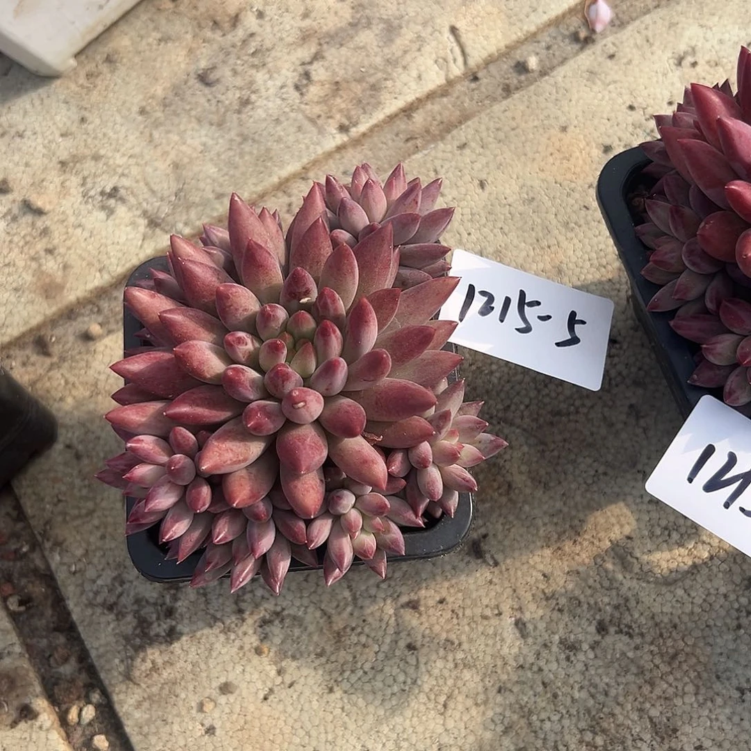 爱***姐1215-5车厘子多头多肉