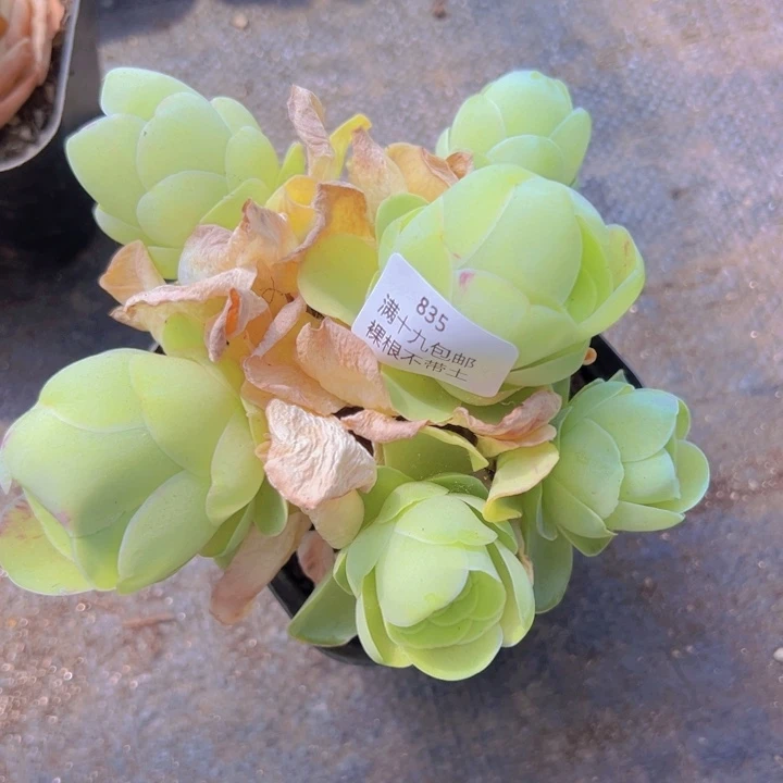 835 裸根不带土发货福利