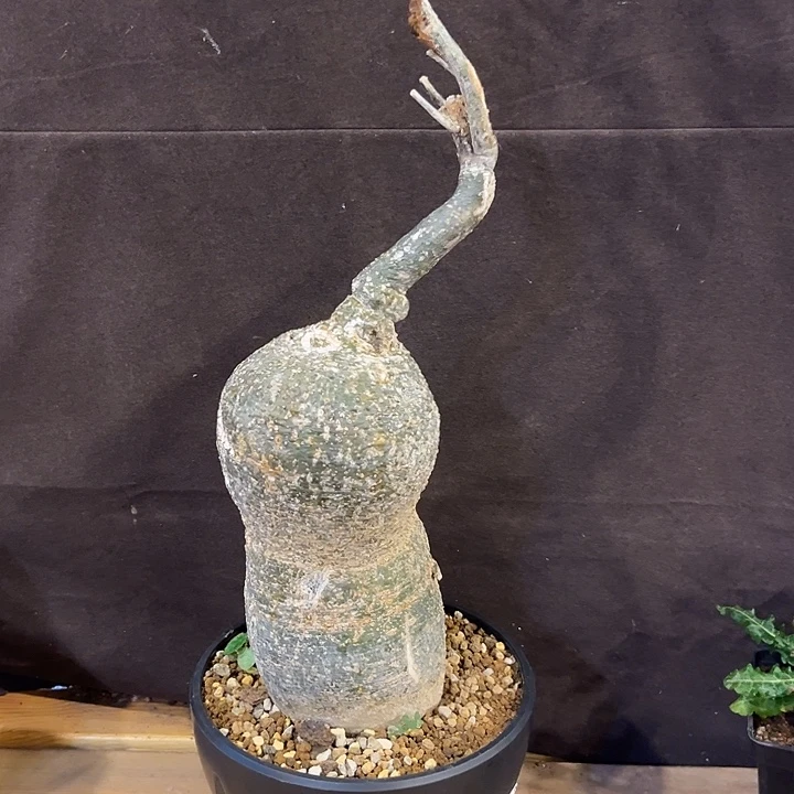 汤圆植物魔妃雪花西番莲