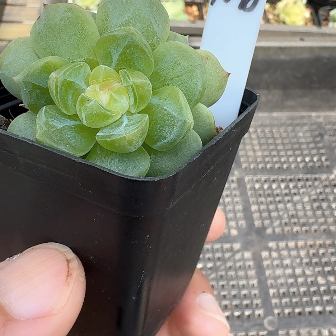 168号双头舒月多肉