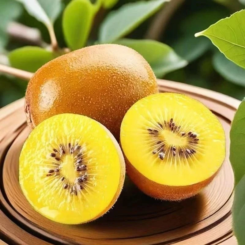 【金果】新西兰进口品种金果猕猴桃新鲜奇异果弥猴桃果子水果黄心鲜果G新鲜猕猴桃