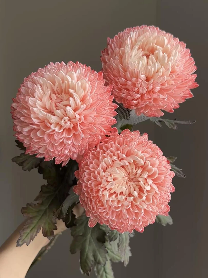 胭脂红牡丹菊-富贵牡丹球菊水养鲜花