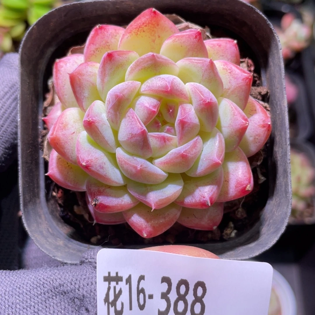 花利美16-388白桃汽水