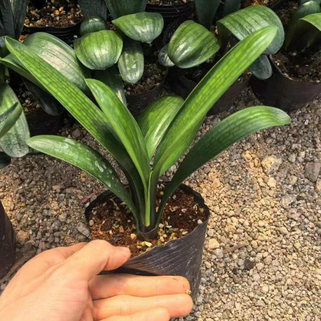 君子兰盆栽精品大苗室内观赏花卉好养绿植办公室桌面四季常青盆景