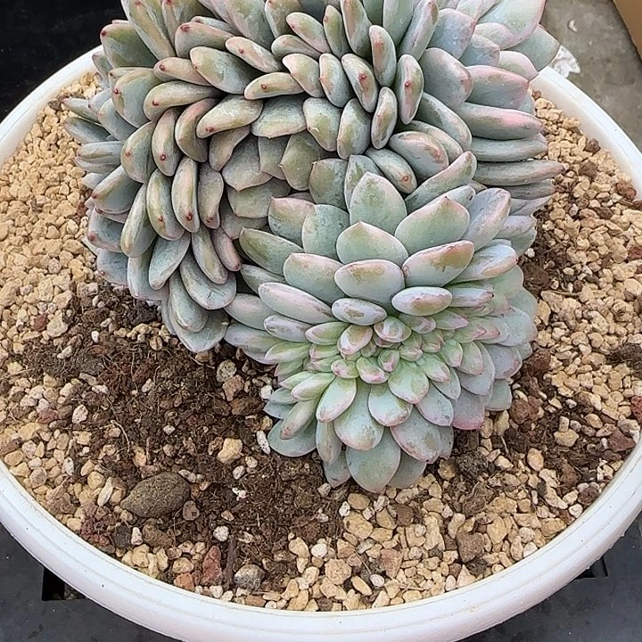 辰***星青蛙王子儿童牙膏套装11