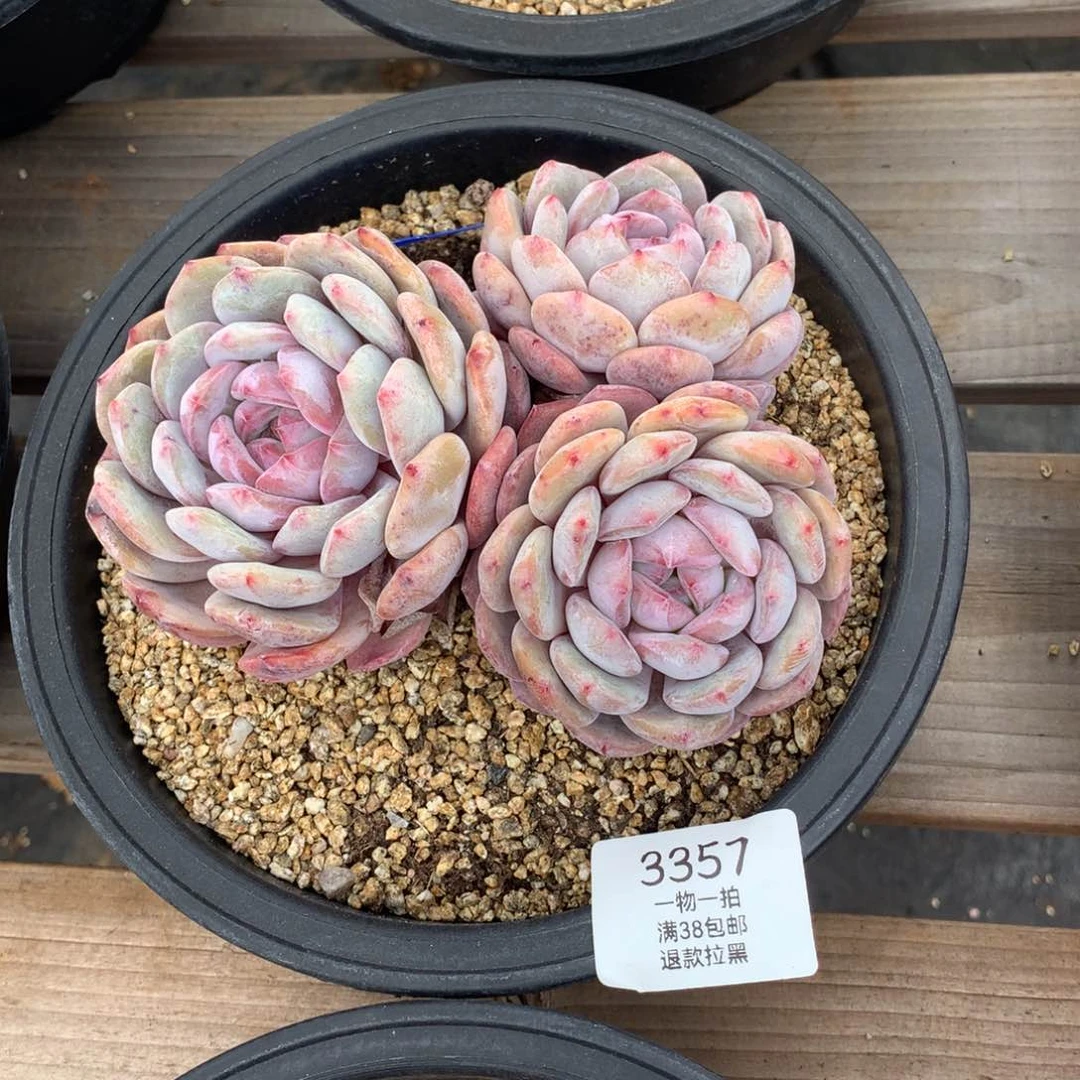 15厘米三头有砍星影335 7