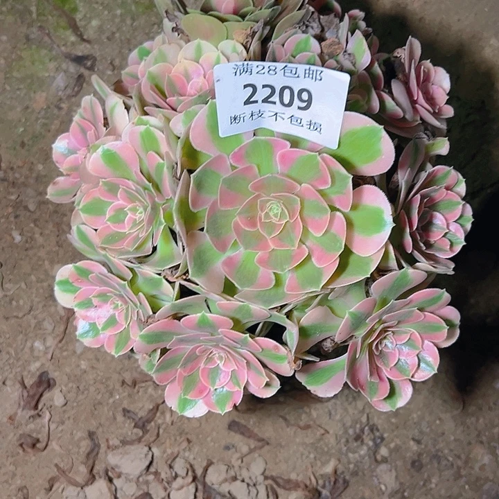 2209粉女巫多肉植物