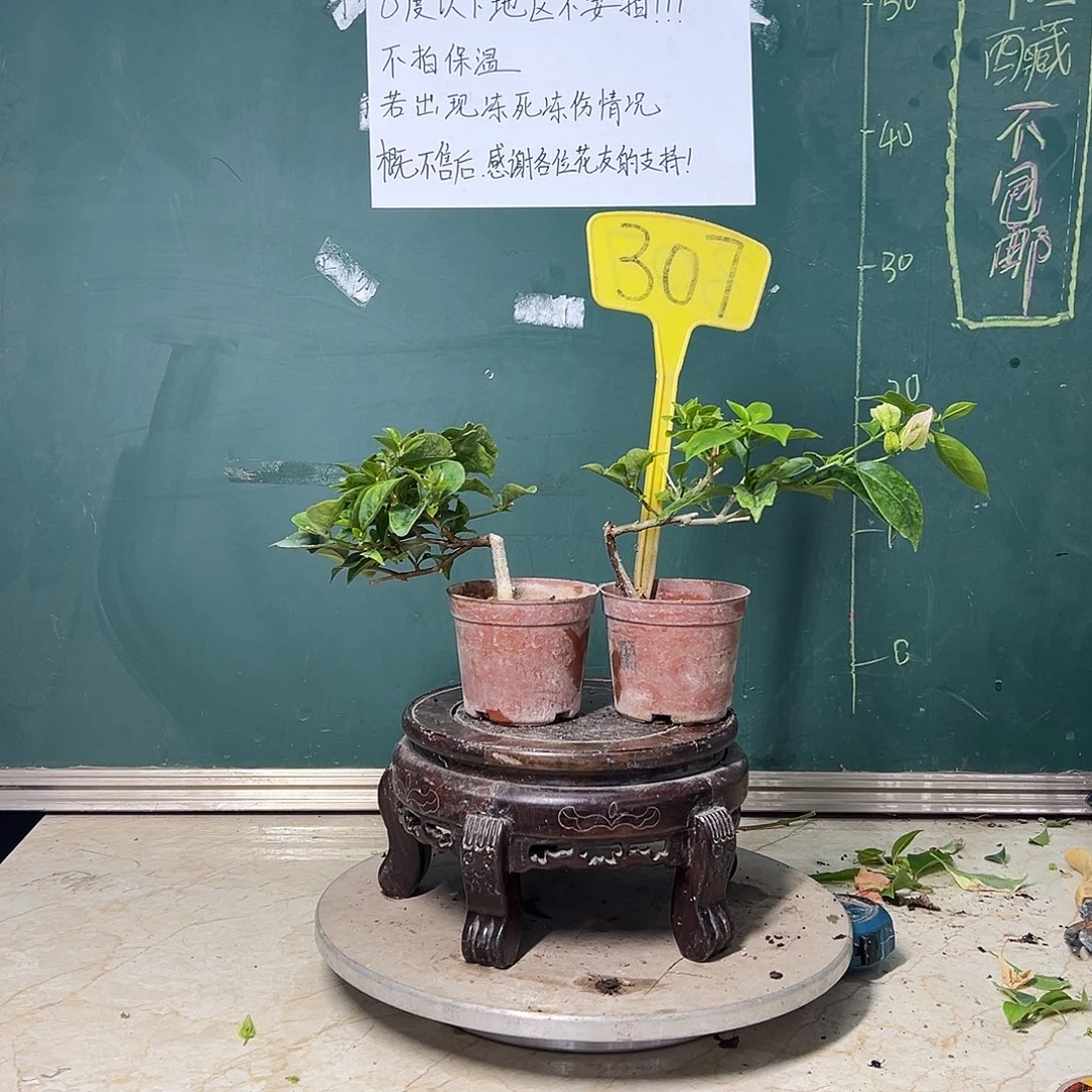 完全开放  丽娜掌中宝 雪紫掌中宝  307