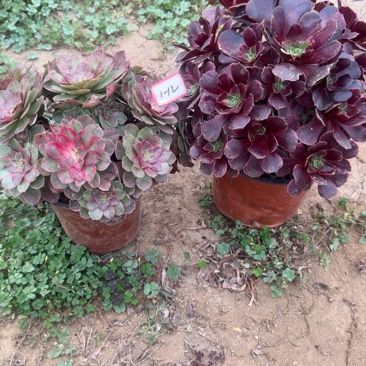 1-12莲花座加婚纱处理不包售后