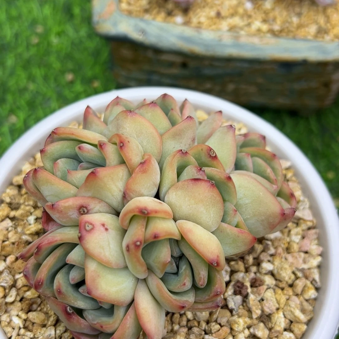啊石榴籽星影小树福利泡芙朵朵