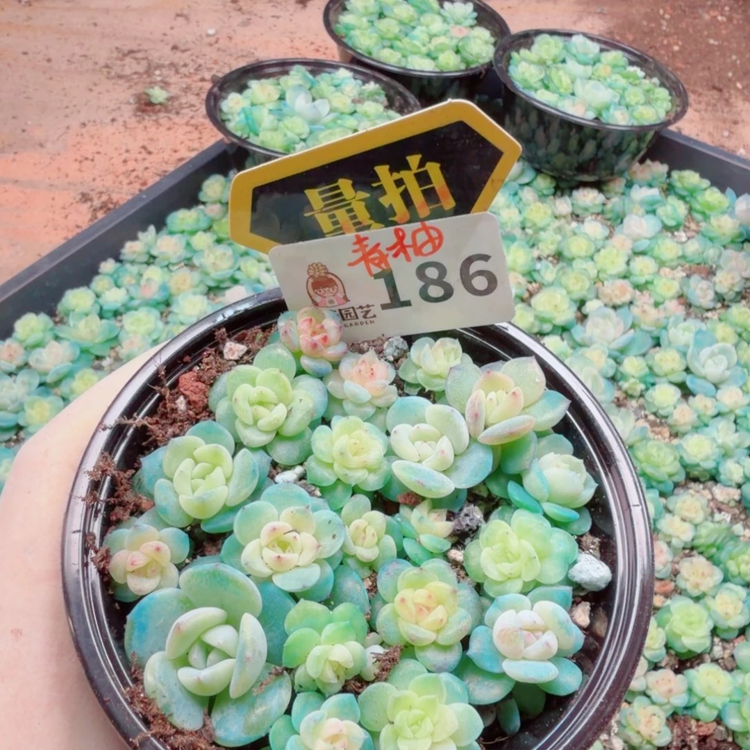 多肉植物多肉植物