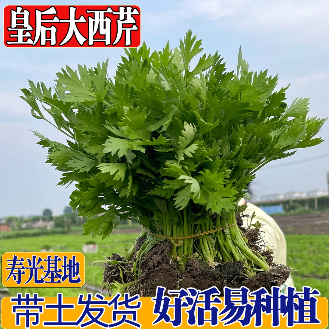【满根带土】大西芹苗皇后大肉芹菜秧苗四季小香芹苗韭菜根耐寒蔬菜