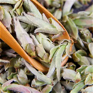 云南茶树茶叶2025年白芽苞春茶野生白芽孢普洱茶生茶500g