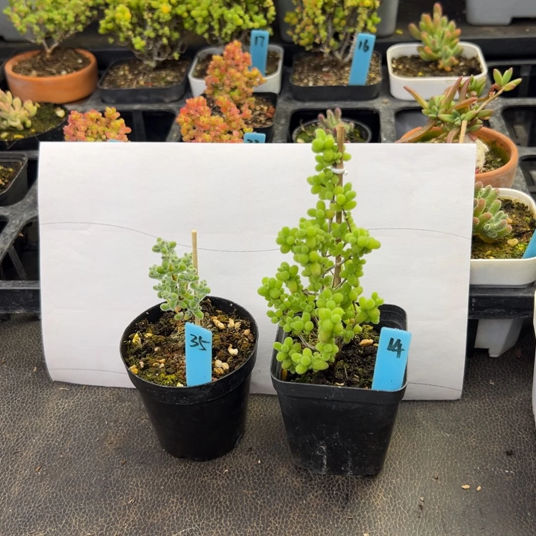 超级莱斯35号金桔14号